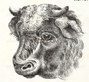 ANIMAL_0215